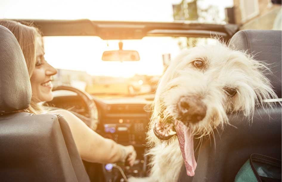 Eliminare odore di pipì di gatto e cane: in auto o a casa, con la Pet Line è ora facile e veloce!